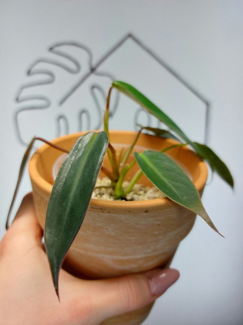 Philodendron Spiritus Sancti | Sadzonka 3 | 20cm
