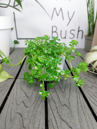 Pilea Depressa | 10cm