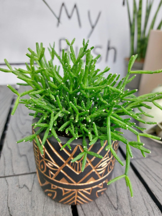 Rhipsalis Baccifera Oasis | Patyczak | 10-15cm