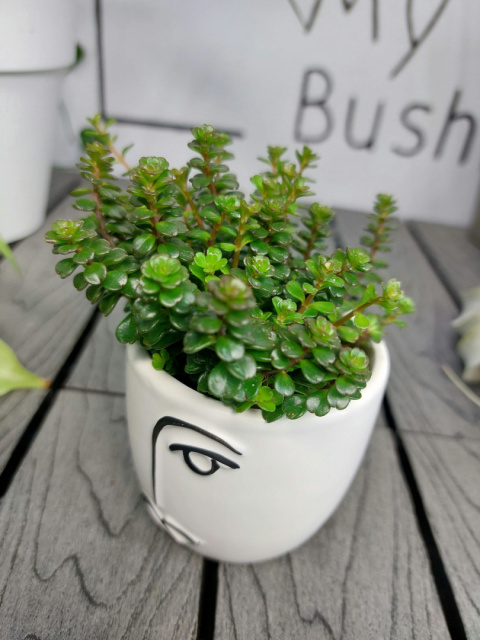 Sedum Makinoi Tornado Rozchodnik | 10cm