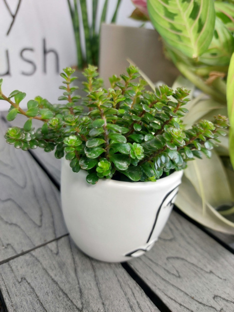 Sedum Makinoi Tornado Rozchodnik | 10cm