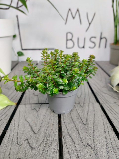 Sedum Makinoi Tornado Rozchodnik | 10cm