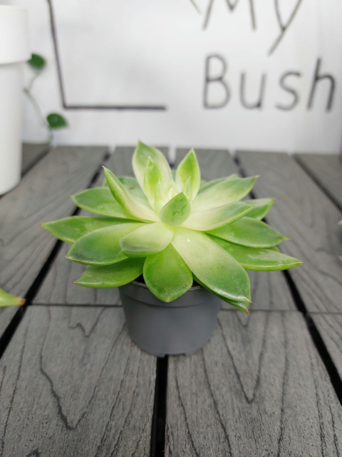 Senecio Cephalophorus Mountain Fire | Starzec Cefalofora| 10-15cm