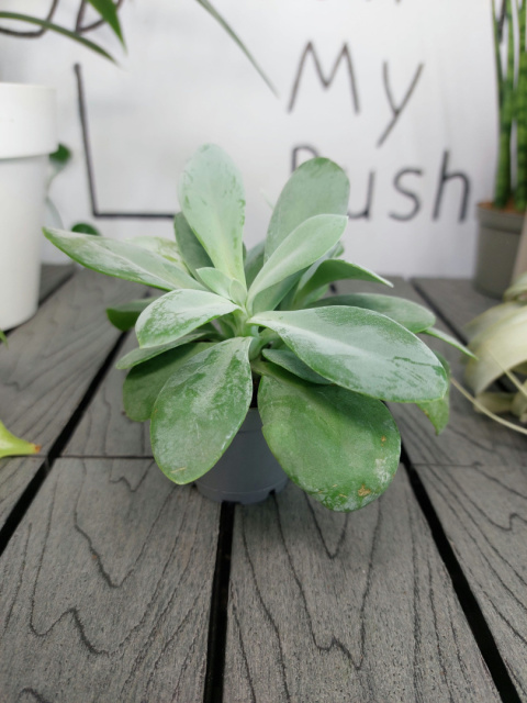 Senecio Cephalophorus Mountain Fire | Starzec Cefalofora | 10-15cm