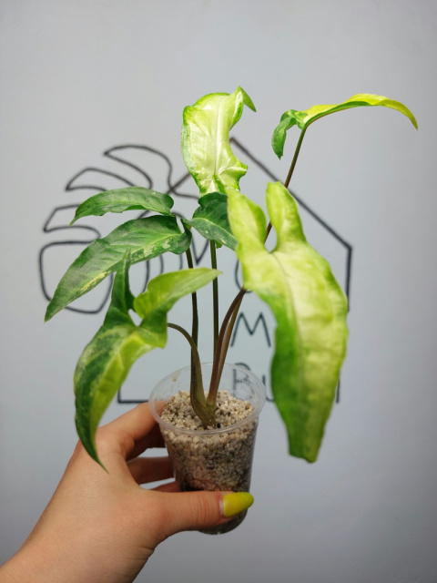 Syngonium Angustatum Variegata | Sadzonka 39 | 25cm