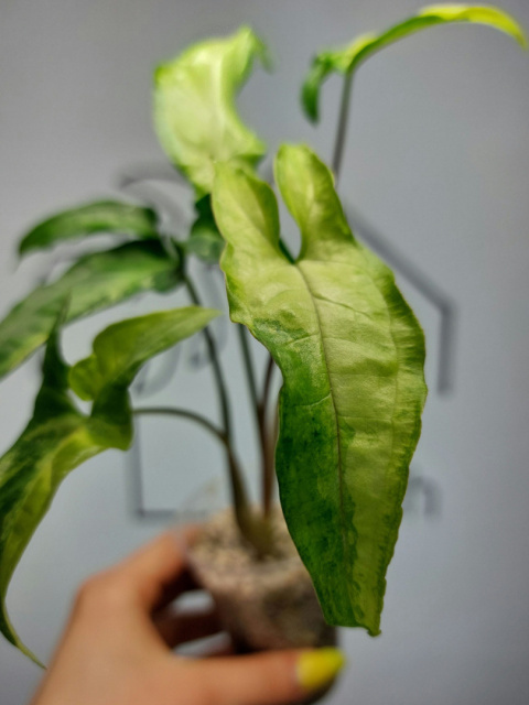 Syngonium Angustatum Variegata | Sadzonka 39 | 25cm