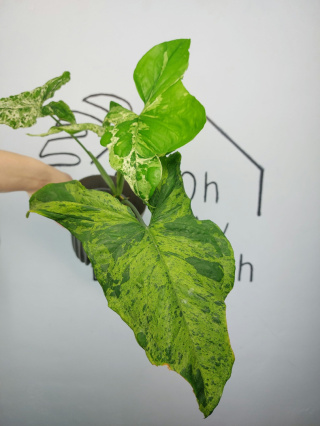 Syngonium Mottled Mojito | Sadzonka 1 | 50cm