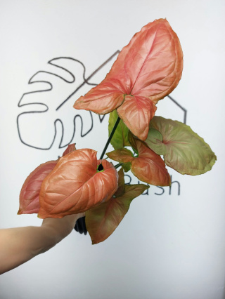 Syngonium Orm Nak Red | 45-50cm