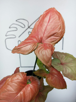 Syngonium Orm Nak Red | 45-50cm