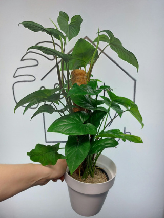 Syngonium Podophyllum | 50-60cm