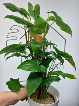 Syngonium Podophyllum | 50-60cm