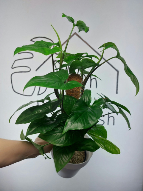 Syngonium Podophyllum | 50-60cm