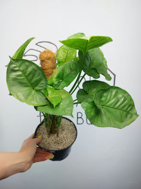 Syngonium T24 | Sadzonka 1 | 45cm