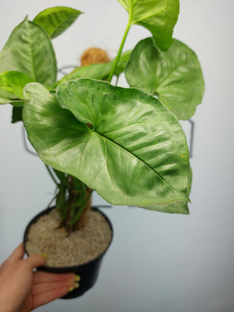 Syngonium T24 | Sadzonka 1 | 45cm