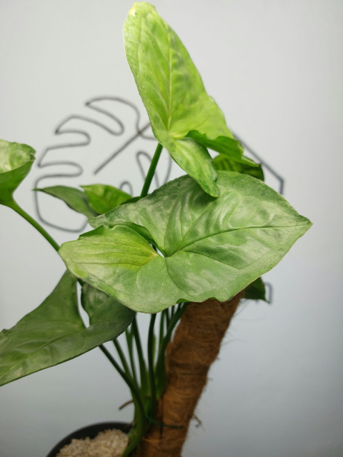 Syngonium T24 | Sadzonka 1 | 45cm