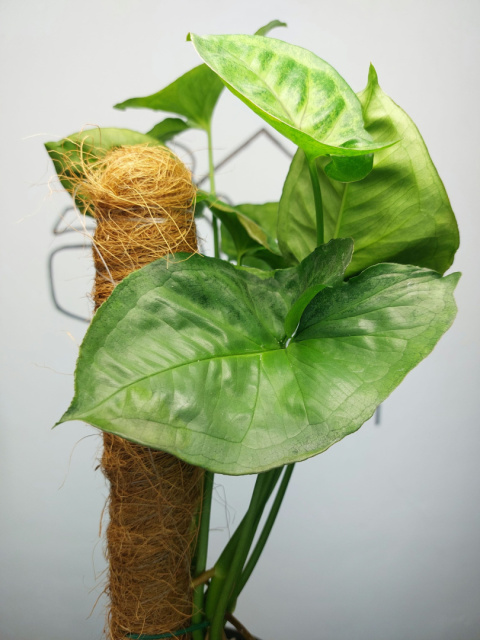 Syngonium T24 | Sadzonka 1 | 45cm