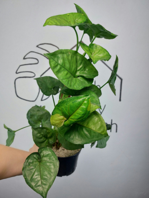 Syngonium T24 | Sadzonka 2 | 60cm