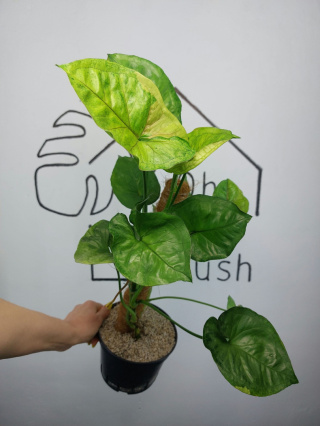 Syngonium T24 | Sadzonka 3 | 60cm