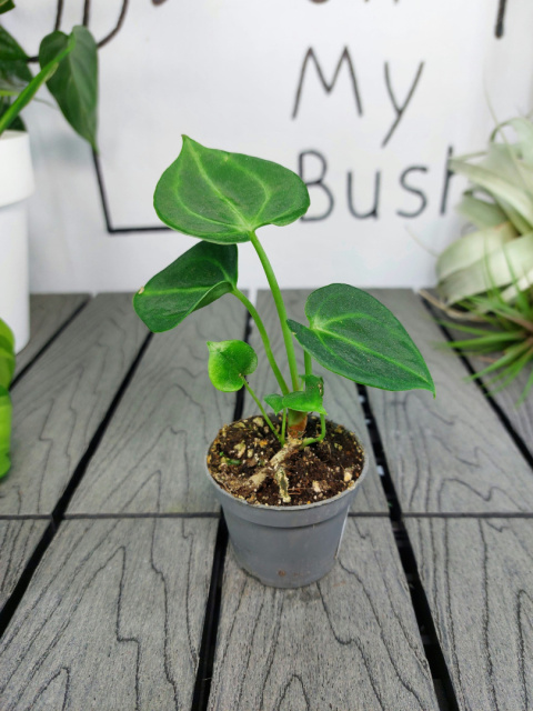 Anthurium Clarinervium | 10-15cm