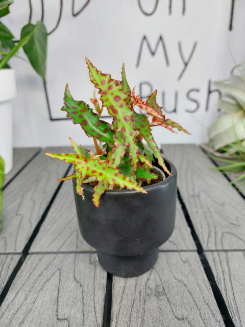 Begonia Amphioxus | 10-15cm