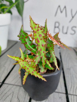 Begonia Amphioxus | 10-15cm