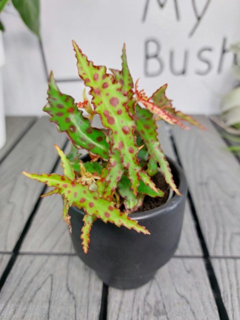 Begonia Amphioxus | 10-15cm