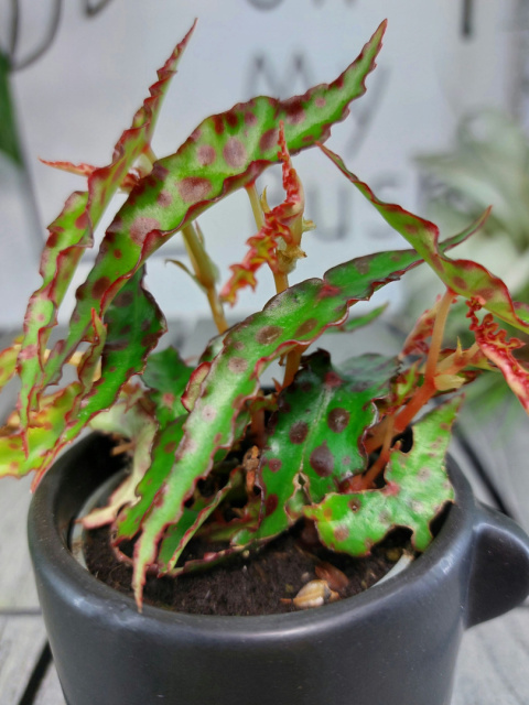 Begonia Amphioxus | 10-15cm