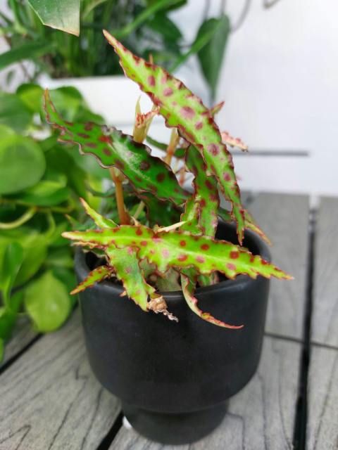 Begonia Amphioxus | 10-15cm