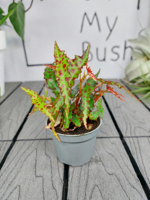 Begonia Amphioxus | 10-15cm