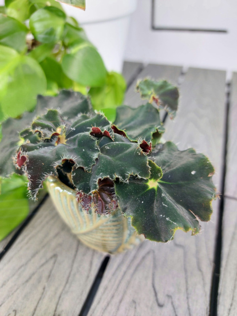 Begonia Rex Dark Mambo | 10cm