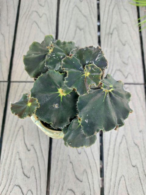 Begonia Rex Dark Mambo | 10cm