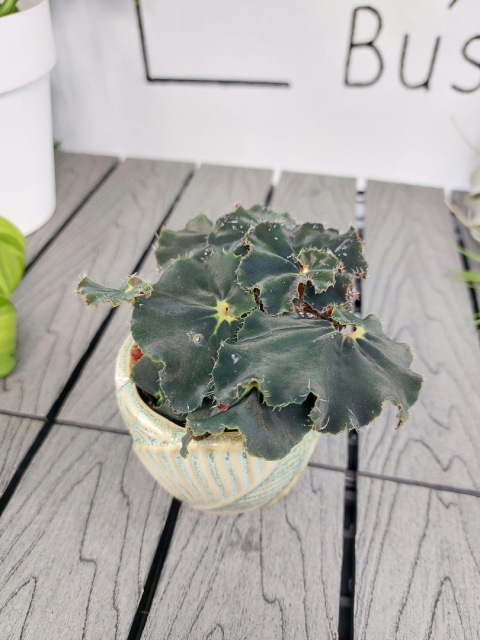 Begonia Rex Dark Mambo | 10cm