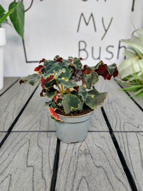 Begonia Rex Dark Mambo | 10cm