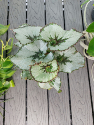 Begonia Rex Escargot | 10-15cm