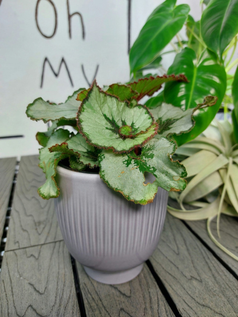 Begonia Rex Escargot | 10-15cm