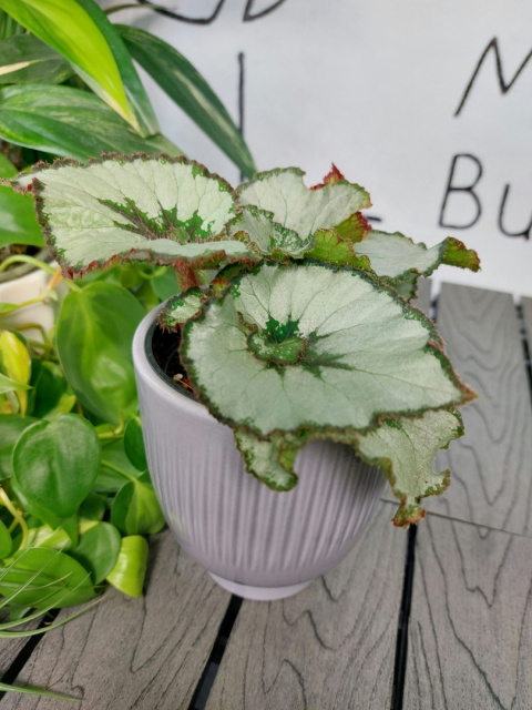 Begonia Rex Escargot | 10-15cm