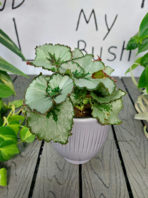 Begonia Rex Escargot | 10-15cm