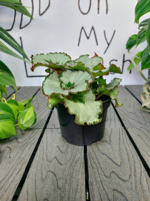 Begonia Rex Escargot | 10-15cm