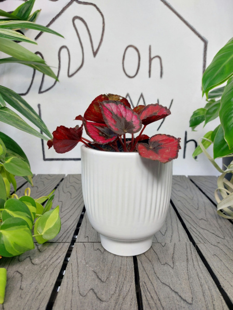 Begonia Rex Red Kiss | 10-15cm