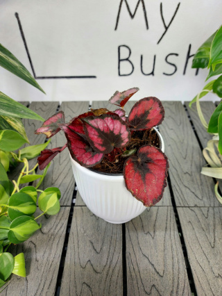 Begonia Rex Red Kiss | 10-15cm