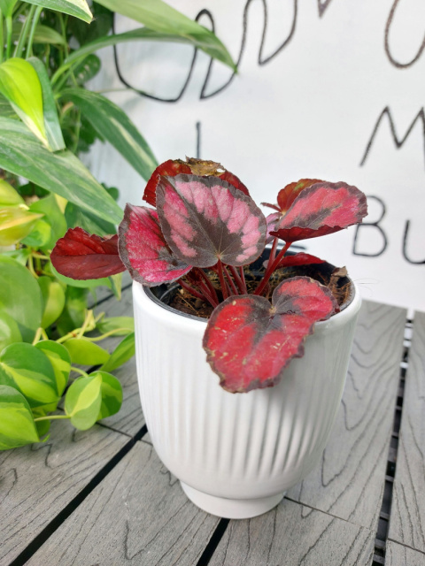 Begonia Rex Red Kiss | 10-15cm