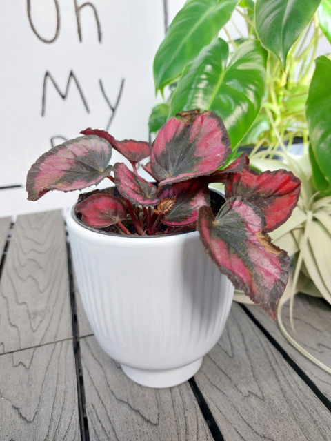 Begonia Rex Red Kiss | 10-15cm