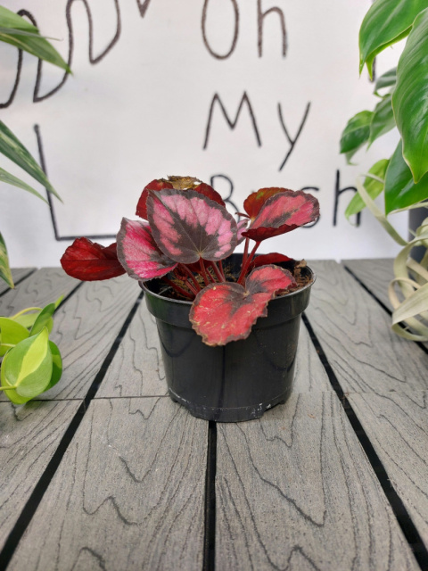 Begonia Rex Red Kiss | 10-15cm