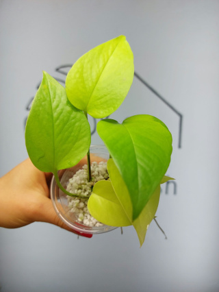 Epipremnum Neon (Golden Pothos) | 15-20cm