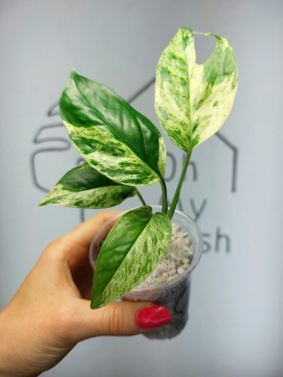 Epipremnum Pinnatum Marble | 20-25cm