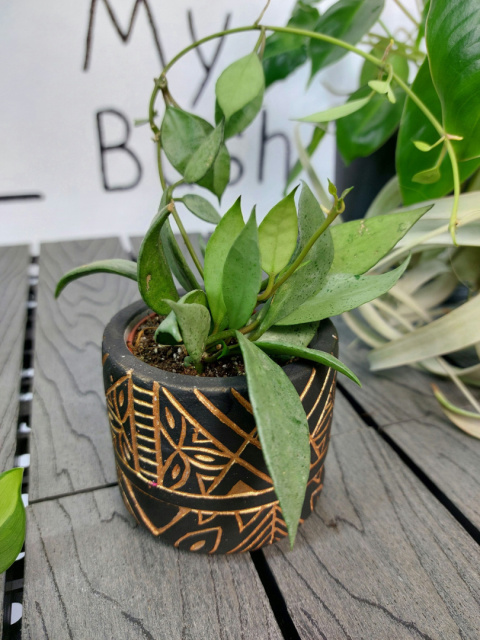 Hoya Lacunosa Mint | 10-15cm