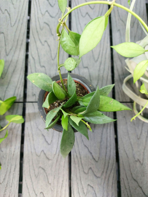 Hoya Lacunosa Mint | 10-15cm