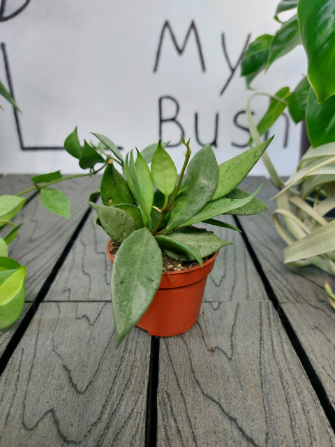 Hoya Lacunosa Mint | 10-15cm