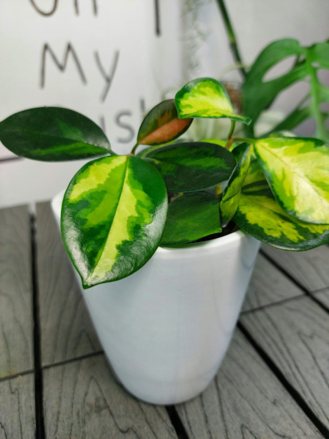 Hoya Carnosa Tricolor | 15cm