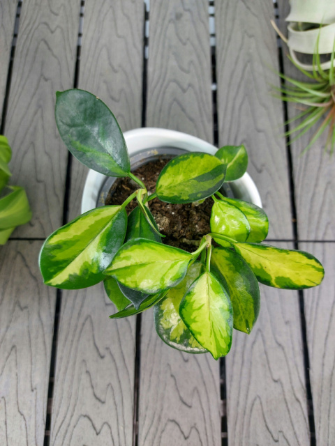 Hoya Carnosa Tricolor | 15cm